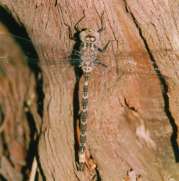 Aeschna juncea