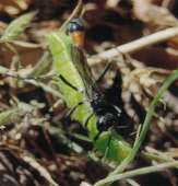 Ammophila sabulosa