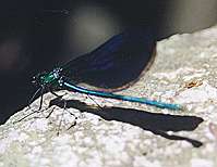Calopteryx virgo