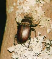 Lucanus cervus