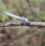 Orthetrum coerulescens