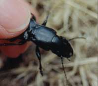 Percus grandicollis