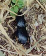Percus grandicollis