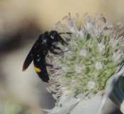 Scolia sp.